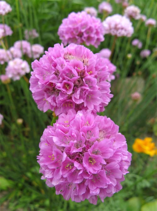Merikann Armeria latifolia
